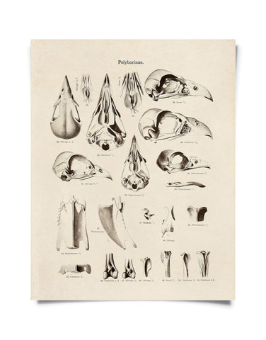 Vintage Natural History Bird Skull Print 8x10