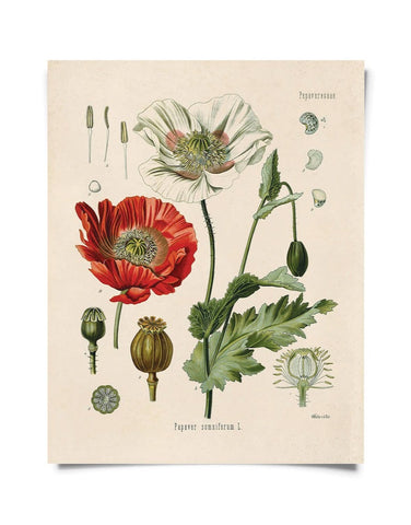 Vintage Botanical Opium Poppy Flower Print 8x10