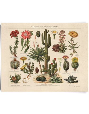 Vintage Botanical Cactus Kakteen Chart 1 Print 8x10