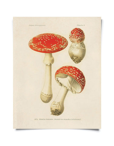 Vintage Botanical Mushroom Magic fly agaric Print 8x10