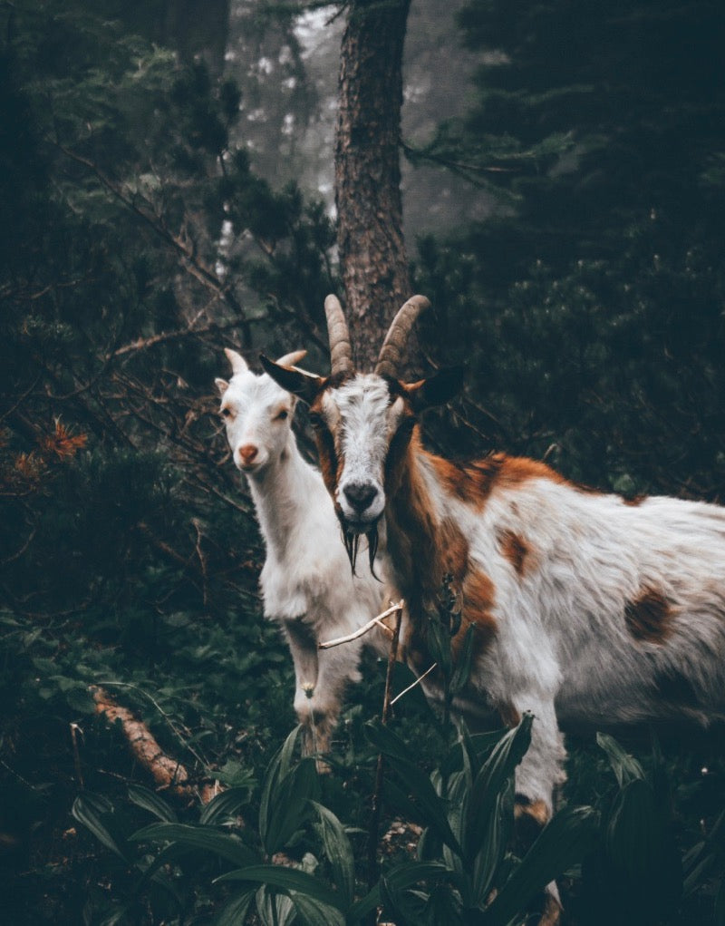 2020 Themes: The Dark Face of Entitlement