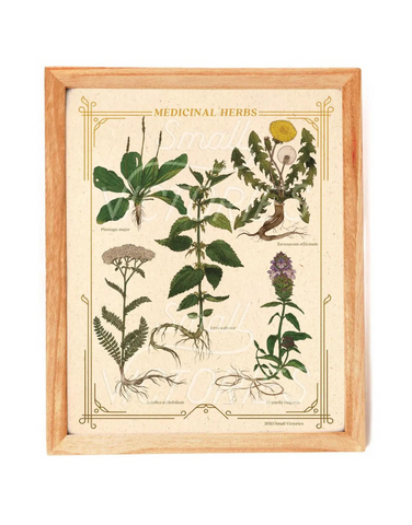 Bower Studio - Medicinal Herbs Print 8x10"