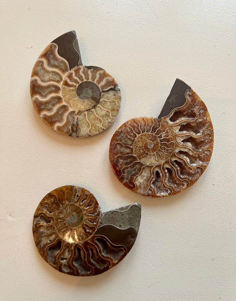 AMMONITE -Large