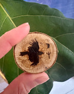 Crow Birch Magnets