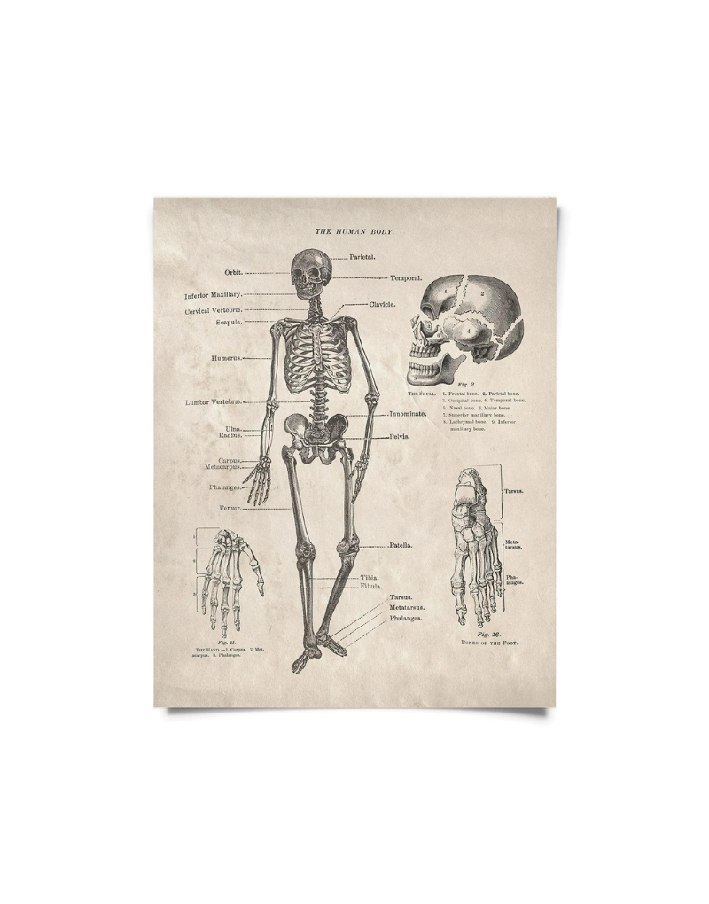 Vintage Anatomy Human Body Diagram Print 8x10 – The Rock Store