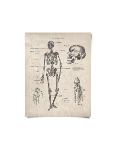 Vintage Anatomy Human Body Diagram Print 8x10
