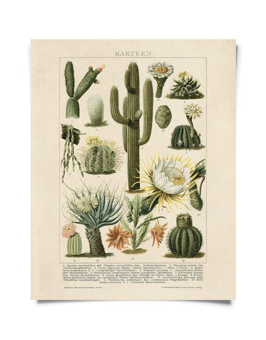 Vintage Botanical Cactus Kakteen Chart 2 Print 8x10