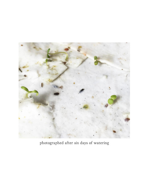 Bower Studio - Fly Agaric Mushroom Plantable Wildflower Seed Card
