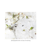 Bower Studio - Ram Valerian Plantable Card