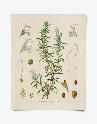 Vintage Botanical Rosemary Herb Print 8x10