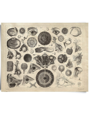 Vintage Anatomy Eye Diagram Optometry Print 8x10