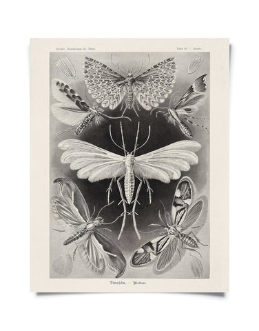 Vintage History Haeckel Moth Insect Print 8x10