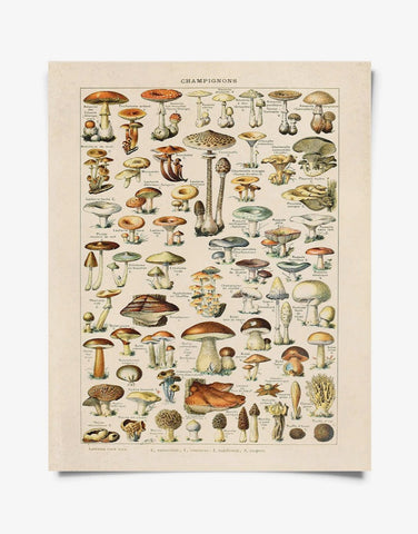 Vintage Botanical French Mushroom Diagram