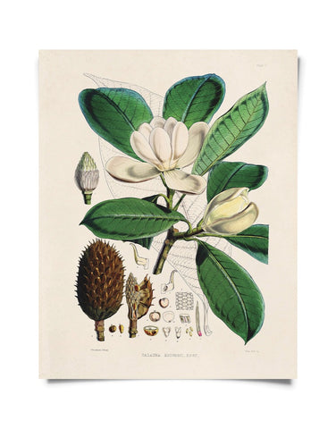 Vintage Botanical Magnolia Flower Print 8x10