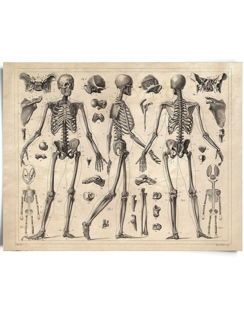 Vintage Anatomy Skeleton Diagram Print 8x10