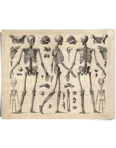 Vintage Anatomy Skeleton Diagram Print 8x10