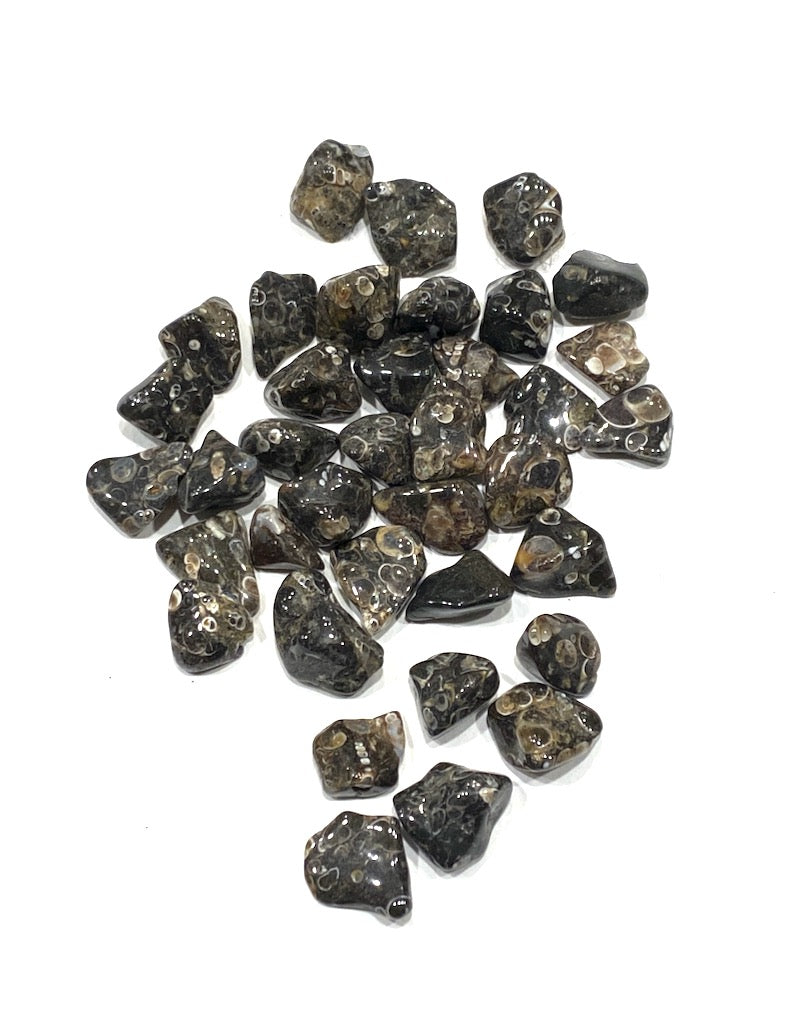 Agate - Turritella (XS/S)