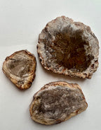 Petrified Wood Slices