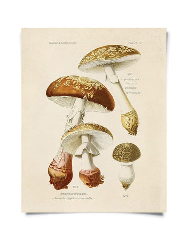 Vintage Botanical Mushroom Blusher Print 8x10