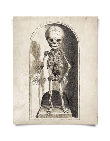 Vintage Anatomy Small Skeleton Print 8x10