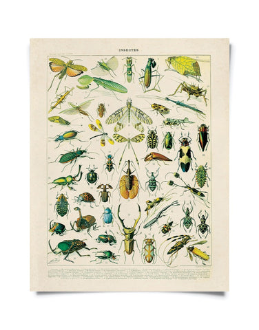 Vintage Natural History French Insects 1 Print 8x10