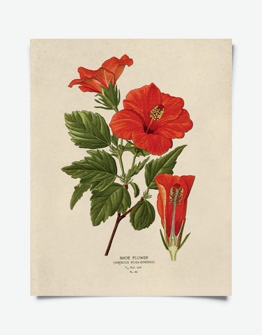 Vintage Botanical Hibiscus Flower Print 8x10