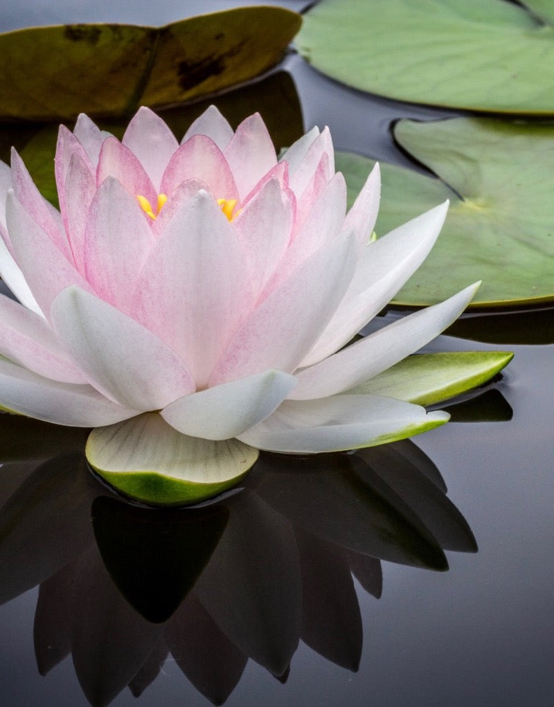 REIKI LEVEL 2 CLASS - OKUDEN NOV 16TH